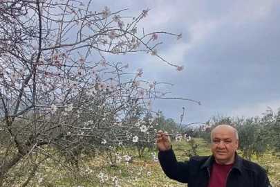 Gaziantep'te Badem Ağaçları Çiçek Açtı