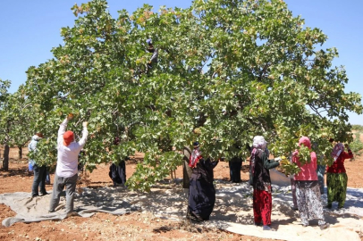 Fıstık İşçilerinin Yevmiyesi Belli Oldu