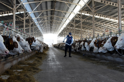 Türkiye'de İnek Sütü Üretimi Mayısta Rekor Düzeye Ulaştı