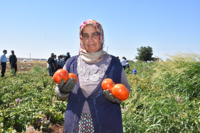 45 Derece Sıcaklıkta Domates Hasadı