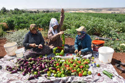 Kurutmalıklar Güneşe Bırakıldı