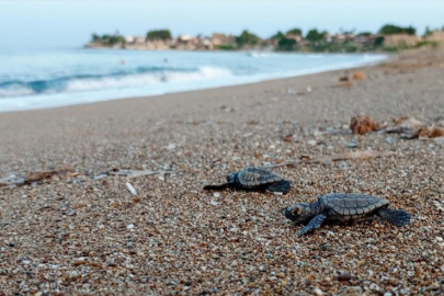 14 Bin 807 Yavru Deniz Kaplumbağası Denize Ulaştı