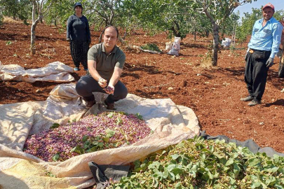 Araban Kaymakamı Antep Fıstığı Hasadına Katıldı