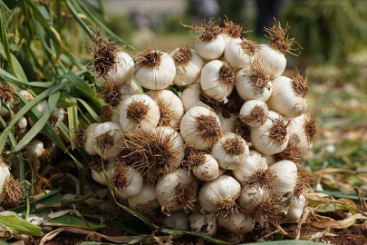 Tescilli Araban sarımsağında ekim başladı