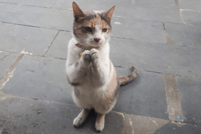 Rüyada kedi görmek en anlama geliyor? Kedi rüya tabiri